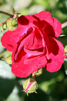 Rose 051616