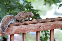Squirrels 082314