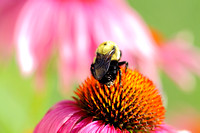 Brown-belted Bumble Bee on the Purple Coneflower 062913