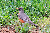 Robin in the Garden 051413