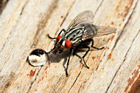 House Fly - Musca domestica 080413