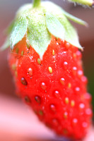 Strawberry 090713