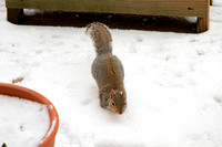 Squirrels in the Snow 010615