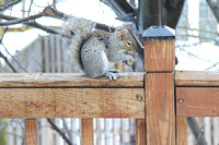 Squirrels in the Snow at the Birdhouse 021314