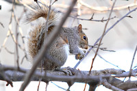 Bruce the Squirrel in the Snow 021414