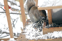 Squirrels and the Peanut Cup in the Snow 031714