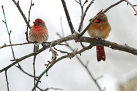 Cardinals Sitting with House Finch 022115