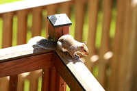 Baby Squirrel 060810