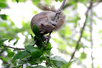 Bruce and Squirrel Friend Building a Nest 050914