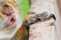 Squirrel and Claw Close-up 082313