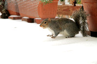 Squirrel in the Snow 120813