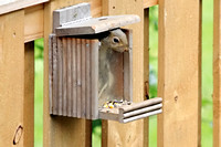 Squirrel in Birdfeeder - Tiny House Living 053014
