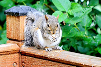 Squirrel with a Nut in the Treehouse 072813