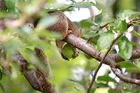 Squirrel with an Apple 062815