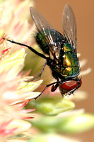 Blow Fly - Lucilia 091224